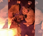 Small #3 Breeder Profile image