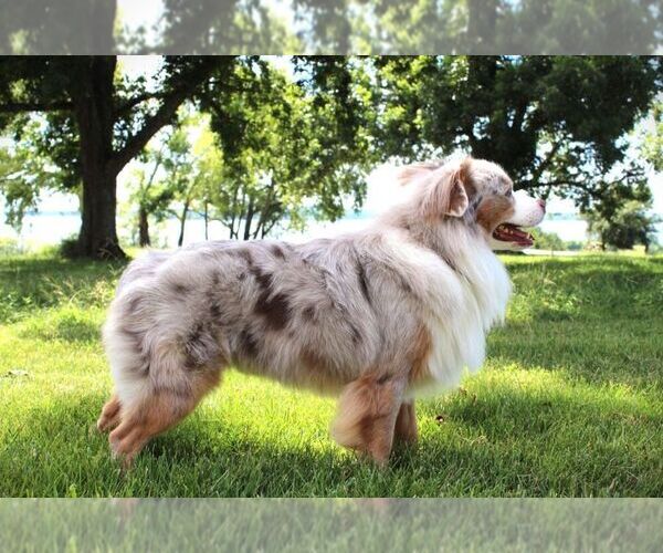 Medium Photo #4  Breeder Profile in MONTICELLO, SC, USA