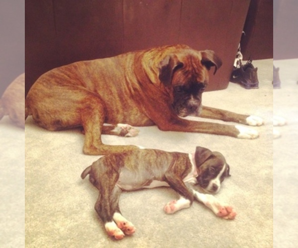 Medium Photo #1  Breeder Profile in BEL AIR, MD, USA