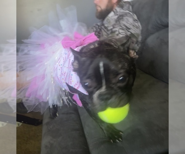 Medium Photo #7  Breeder Profile in BIG RAPIDS, MI, USA