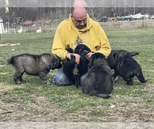 Medium Photo #68  Breeder Profile in TWINING, MI, USA