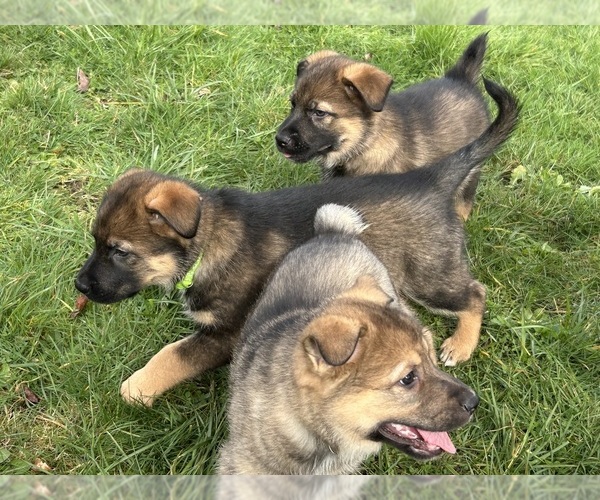 Medium Photo #22  Breeder Profile in DEMING, WA, USA