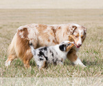 Small breeder photo