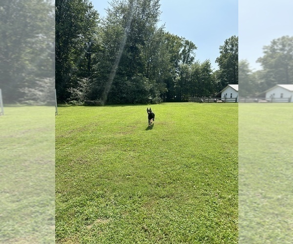 Medium Photo #6  Breeder Profile in LAFAYETTE, TN, USA