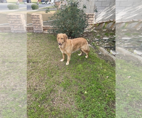 Medium Photo #1  Breeder Profile in BAKERSFIELD, CA, USA