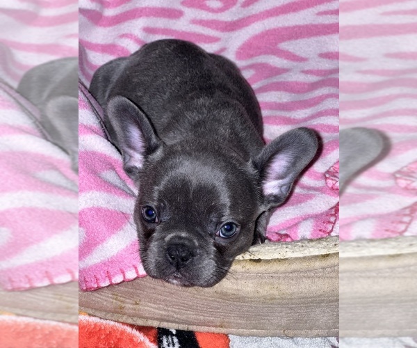 Medium Photo #1  Breeder Profile in SEAFORD, DE, USA