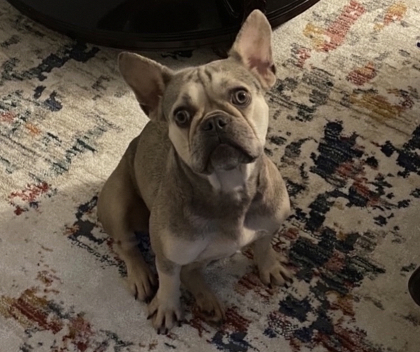 Medium Photo #1  Breeder Profile in TAMARAC, FL, USA