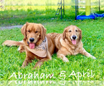 Small #1 Breeder Profile image