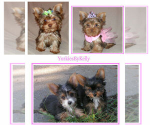 Yorkshire Terrier Dog Breeder near DELTONA, FL, USA
