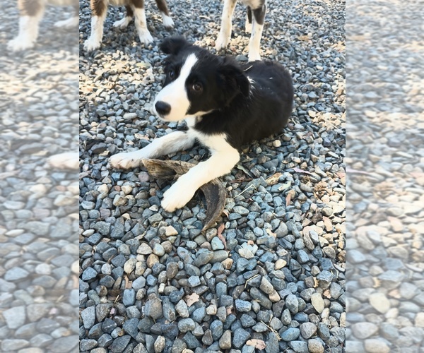 Medium Photo #3  Breeder Profile in SACRAMENTO, CA, USA