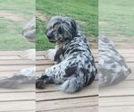Small breeder photo
