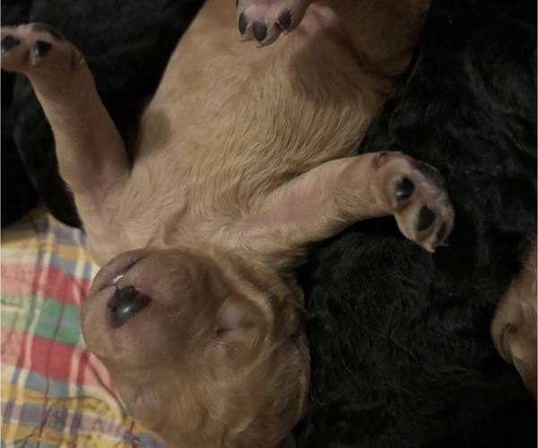 Medium Photo #6  Breeder Profile in DEXTER, MO, USA