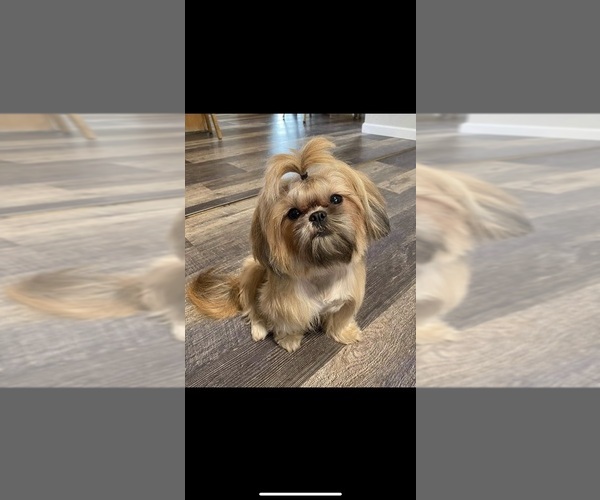 Medium Photo #1  Breeder Profile in REDWOOD VALLEY, CA, USA