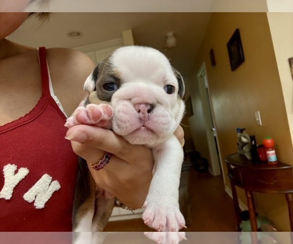 Medium Photo #3  Breeder Profile in PACE, FL, USA