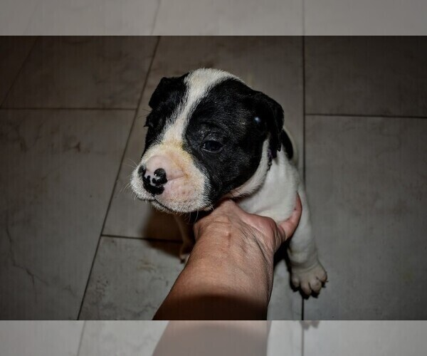 Medium Photo #24  Breeder Profile in PHILADELPHIA, PA, USA