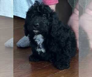 Bernedoodle (Miniature) Dog Breeder near OAK GROVE, MO, USA