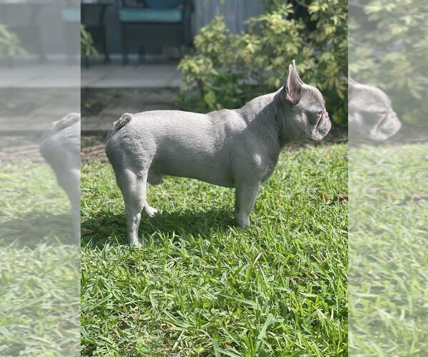 Medium Photo #1  Breeder Profile in MIAMI LAKES, FL, USA