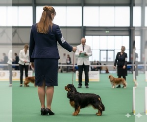 Cavalier King Charles Spaniel Dog Breeder near Nagycenk, Gyor-Moson-Sopron, Hungary