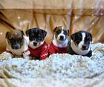 Small #2 Breeder Profile image