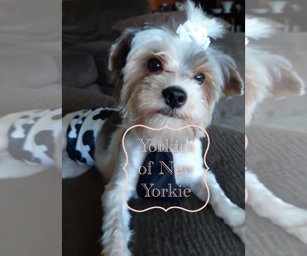 Medium Photo #1  Breeder Profile in TROUPSBURG, NY, USA