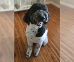 Small breeder photo