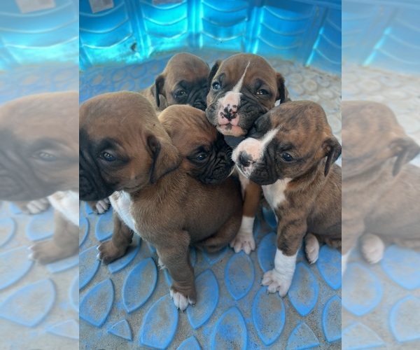 Medium Photo #1  Breeder Profile in SUN CITY, CA, USA