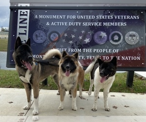 Main photo of Akita Dog Breeder near CONROE, TX, USA