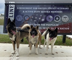 Akita Dog Breeder near CONROE, TX, USA