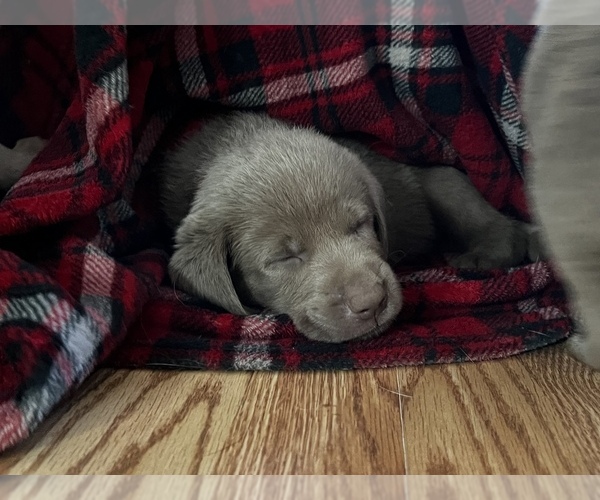 Medium Photo #1  Breeder Profile in LINDEN, MI, USA