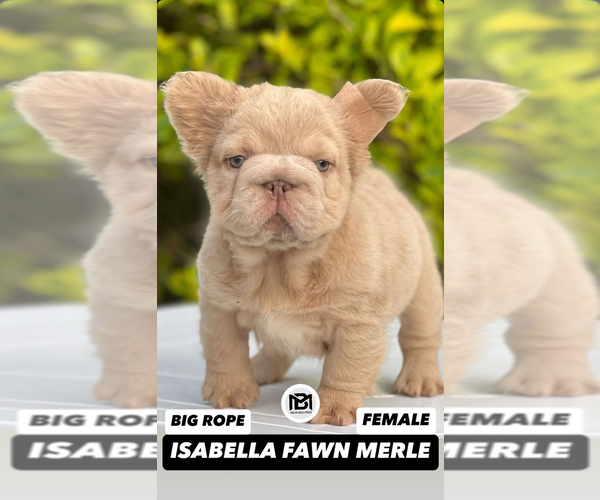 Medium Photo #15  Breeder Profile in BURBANK, CA, USA
