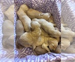 Small #4 Breeder Profile image