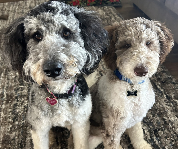 Medium Photo #8  Breeder Profile in LUBBOCK, TX, USA