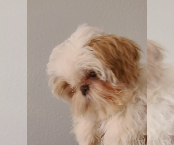 Medium Photo #6  Breeder Profile in WESLEY CHAPEL, FL, USA