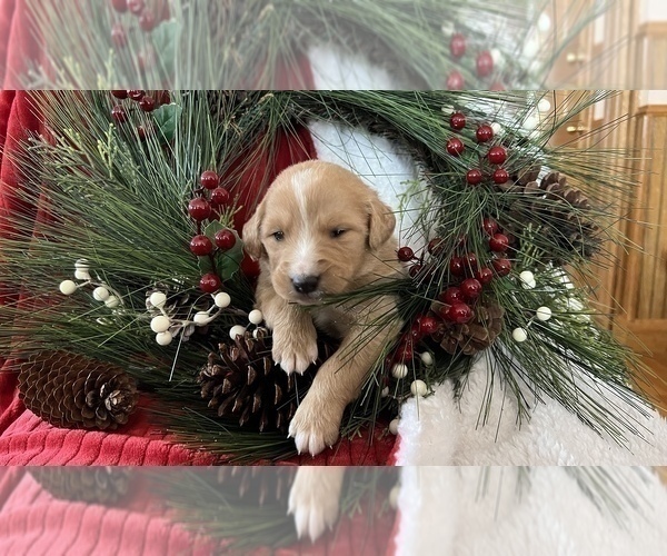 Medium Photo #1  Breeder Profile in LA VALLE, WI, USA