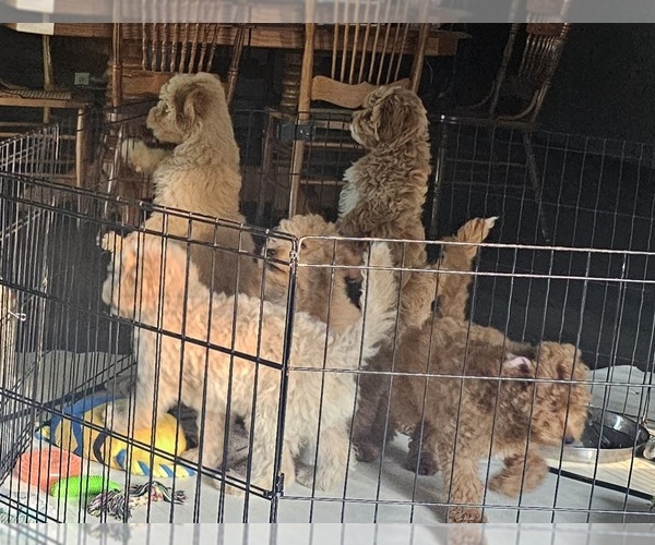 Medium Photo #4  Breeder Profile in GOSHEN, IN, USA