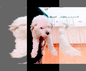 Cavapoo (Miniature) Dog Breeder near AKRON, OH, USA