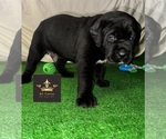 Small Photo #15  Breeder Profile in LEES SUMMIT, MO, USA