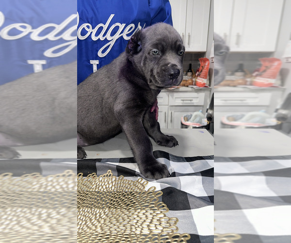 Medium Photo #1  Breeder Profile in HESPERIA, CA, USA