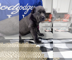 Cane Corso Dog Breeder near HESPERIA, CA, USA