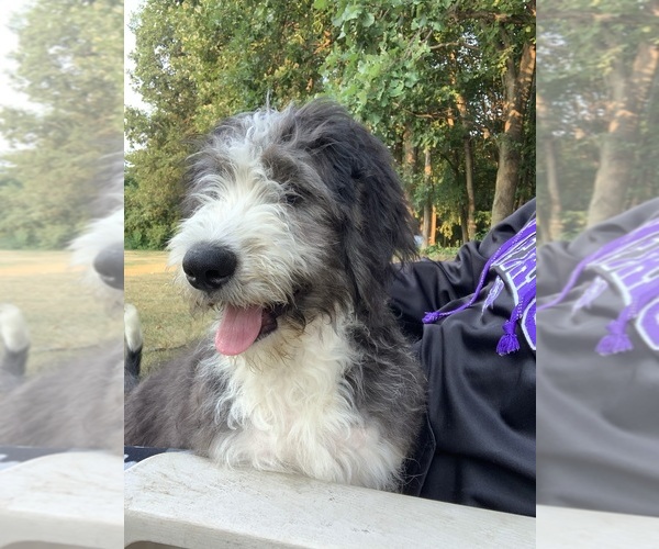 Medium Photo #12  Breeder Profile in BUFFALO, MN, USA