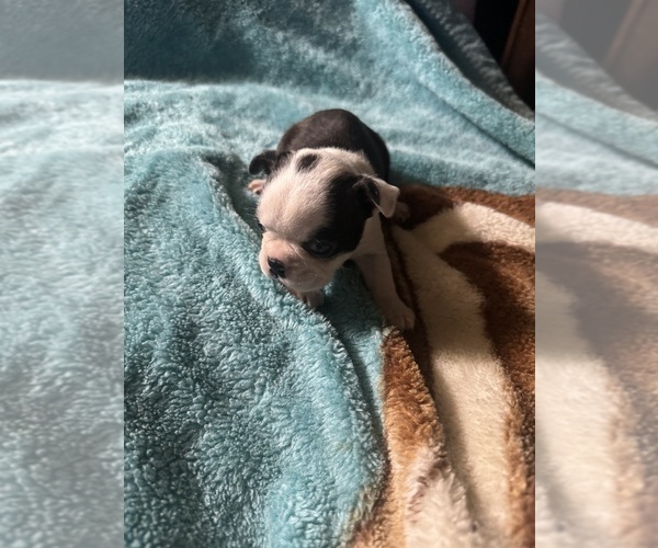 Medium Photo #1  Breeder Profile in STRATFORD, OK, USA