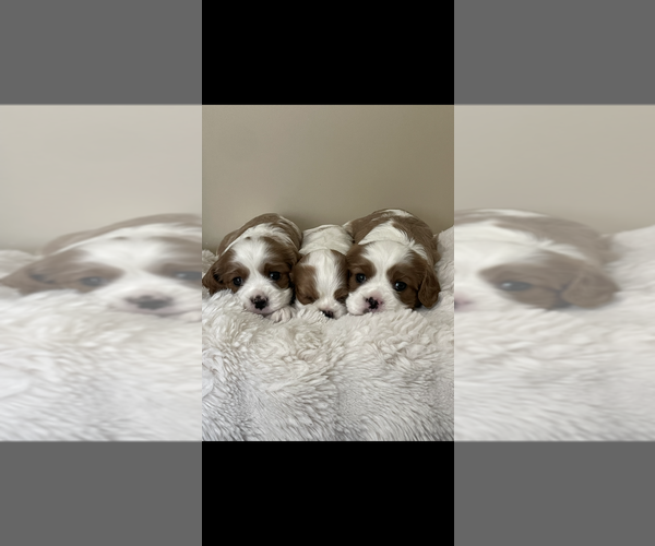 Medium Photo #1  Breeder Profile in BROWNWOOD, TX, USA