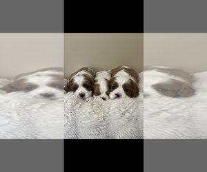 Cavalier King Charles Spaniel Dog Breeder near BROWNWOOD, TX, USA