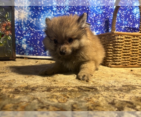 Medium Photo #8  Breeder Profile in CAULFIELD, MO, USA