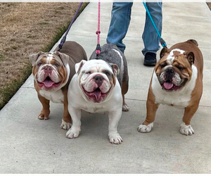 Medium Breeder Profile Photo
