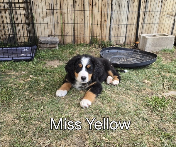 Medium Photo #12  Breeder Profile in SALMON, ID, USA