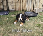 Small #11 Breeder Profile image