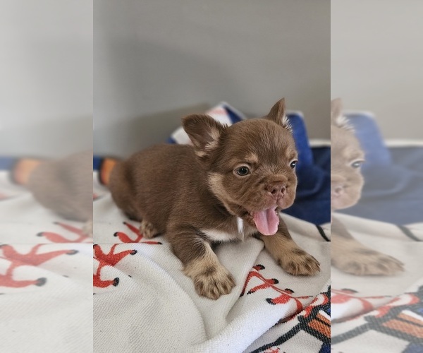 Medium Photo #6  Breeder Profile in DEVINE, TX, USA