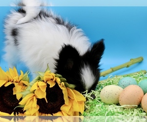 Papillon Dog Breeder near FROSTPROOF, FL, USA