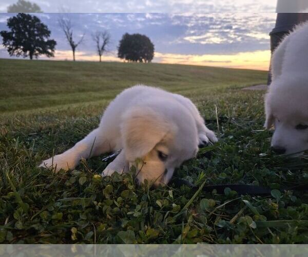 Medium Photo #18  Breeder Profile in LECOMPTON, KS, USA